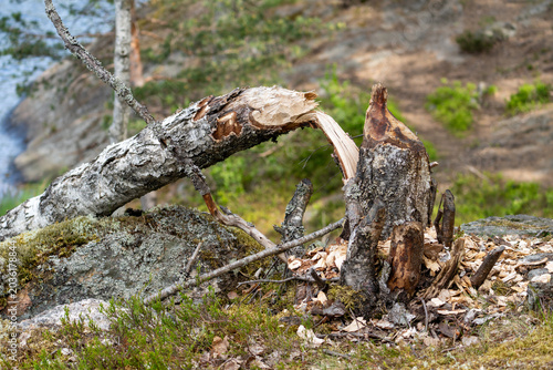 Quadro su tela Trunks of trees on the shore of the lake gnawed and felled by a beaver