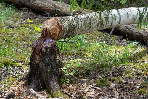 Tableau sur toile Trunks of trees on the shore of the lake gnawed and felled by a beaver