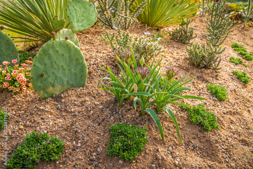 Obraz premium Succulents and drought tolerant low water plants in a garden