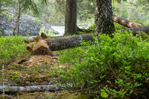 Fotografia Trunks of trees on the shore of the lake gnawed and felled by a beaver