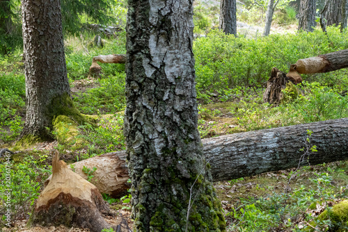 Canvastavla Trunks of trees on the shore of the lake gnawed and felled by a beaver