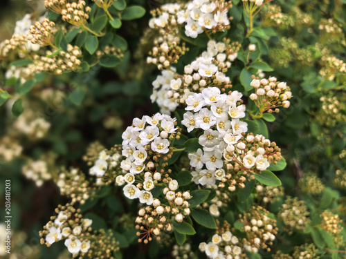Blooming branch of white small flowers on a blurred nature background. Spring flowering shrub. Soft sunlight, tender petals