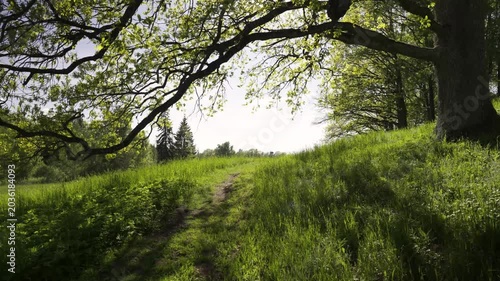 Path on green grass in the park in spring. Oak leaves hang in backlight