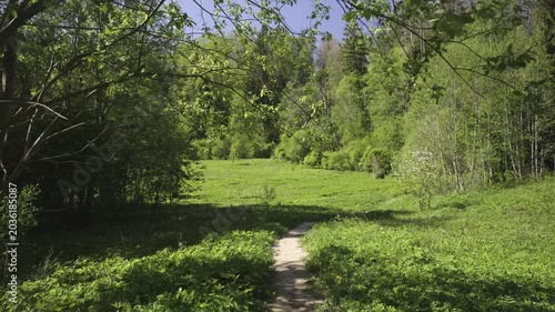 Walk in a real wild forest in spring. Fir trees and moss grow on the red sandy rock. National park of Latvia. 