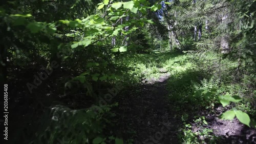 Walk in a real wild forest in spring. Fir trees and moss grow on the red sandy rock. National park of Latvia. 