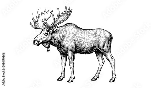 Vintage moose sketch vector isolated on white
