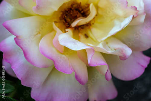 Macro immagine di una varietà di rosa Bourbon in un giardino di primavera 