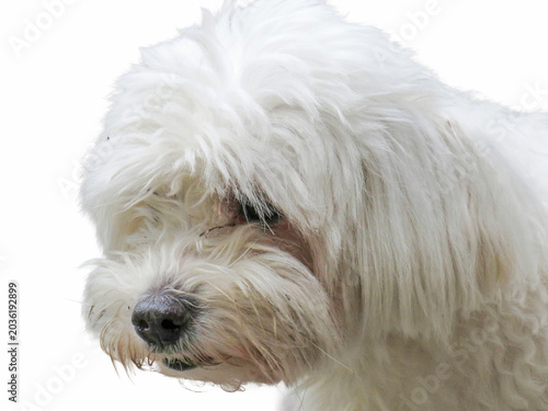Bichon isolated on white background