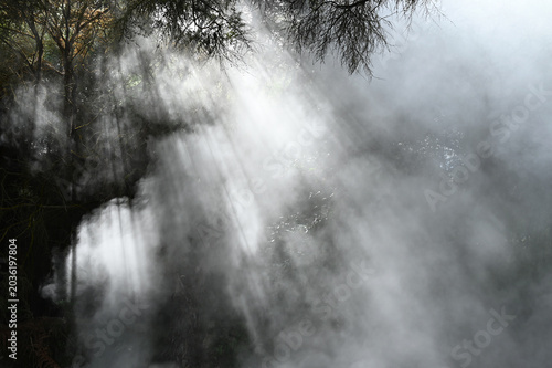 Sunlight Rays Through Mist in Forest