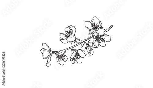  Delicate line art illustration of a blooming cherry blossom branch, delicate petals and leaves, isolated on a white background