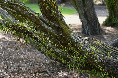 Old mossy tree branches covered with tiny green epiphytic ferns and climbing plants in a park