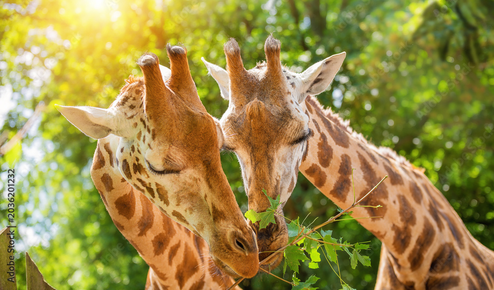 Αυτοκόλλητο Affectionate Giraffe Couple Sharing Fresh Green Branch in Sun-Drenched Savanna H