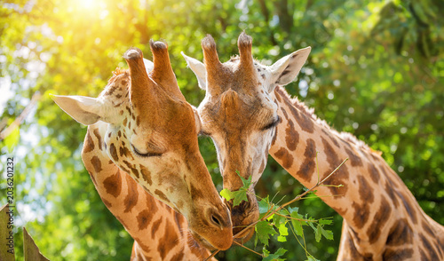 Photography Affectionate Giraffe Couple Sharing Fresh Green Branch in Sun-Drenched Savanna H
