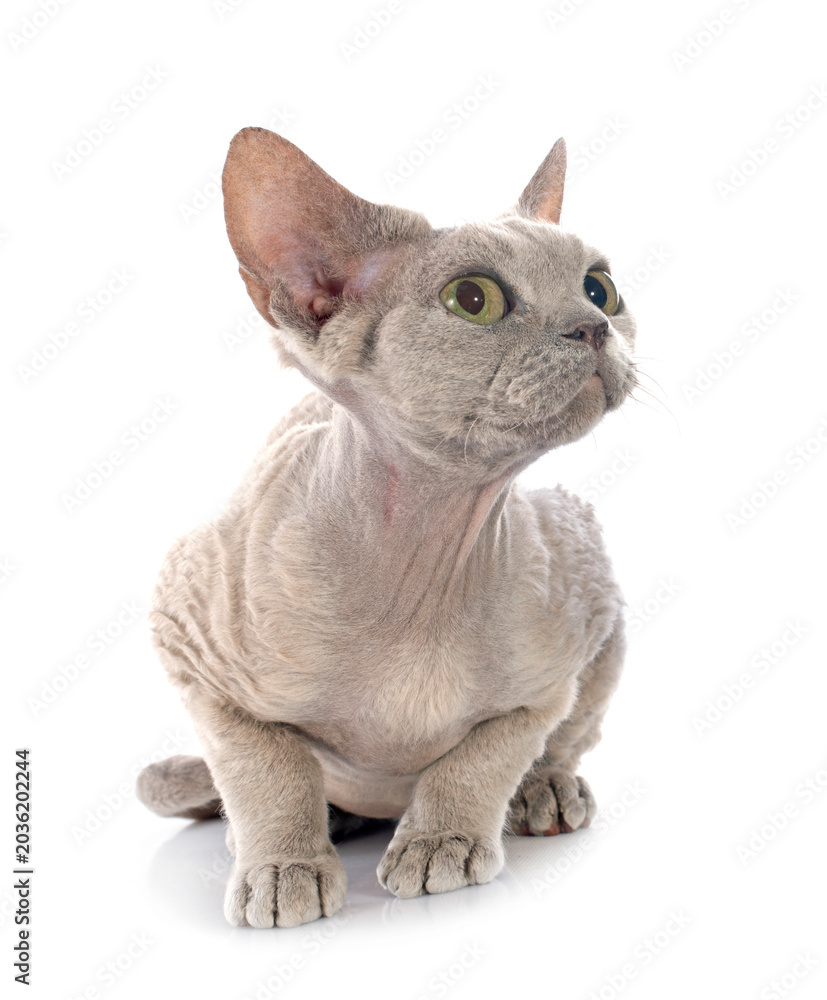 Fényképezés devon rex