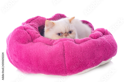 Foto exotic shorthair cat