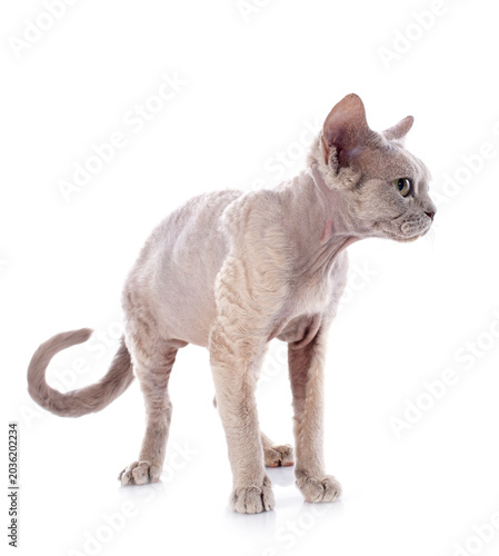 Obraz na plátně devon rex
