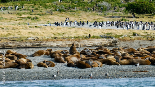 Photography Large colony of sea lions resting and gathering on a rocky coastal shoreline