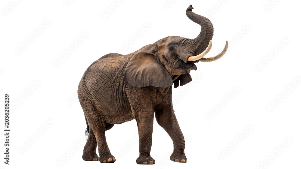 Αυτοκόλλητο Large wild African elephant walking safari mammal animal on transparent backgrou