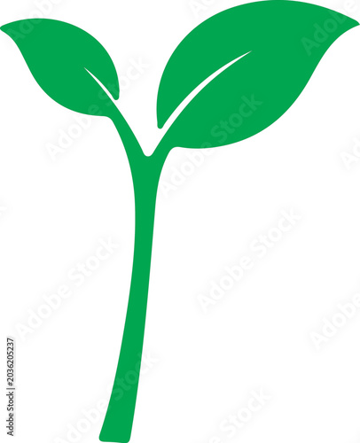 green plant isolated on white background
