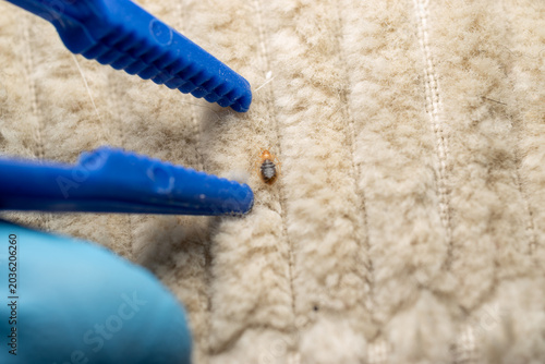 Bed Bug Inspection On Mattress