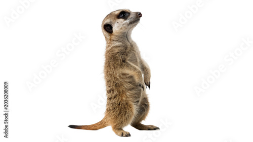 Photography Small wild meerkat animal standing alert looking sideways profile isolated on tr