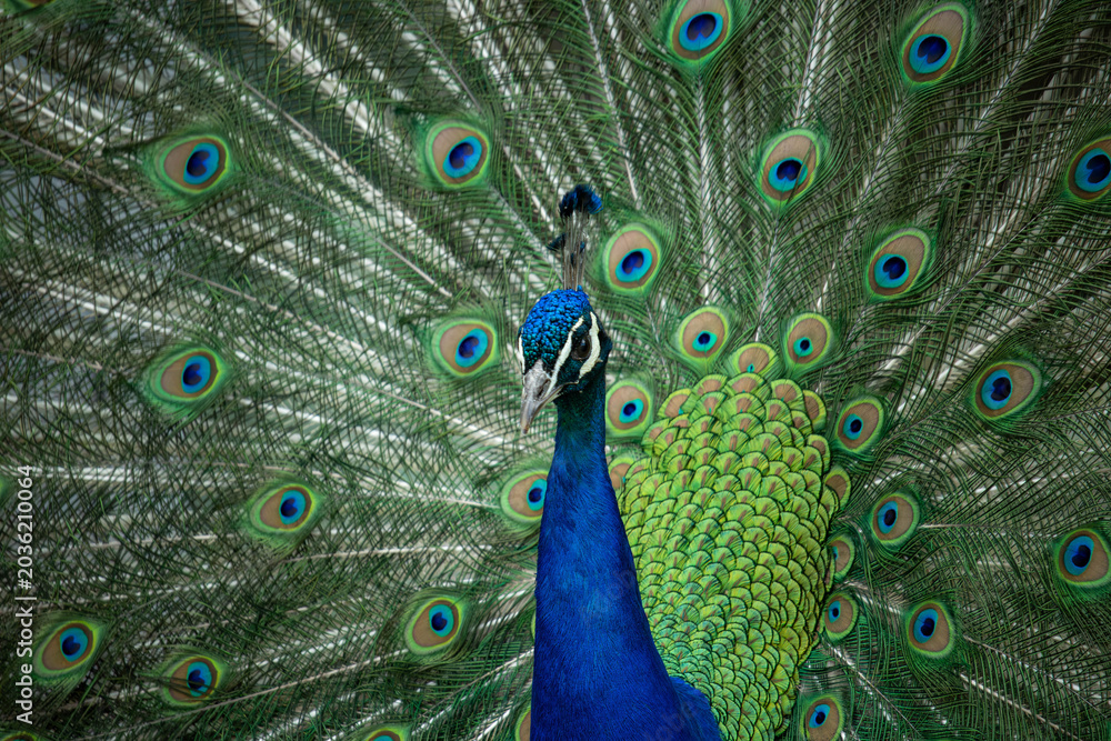 Obraz premium Peacock with blue and green feathers displaying a fully spread tail and looking at the camera.