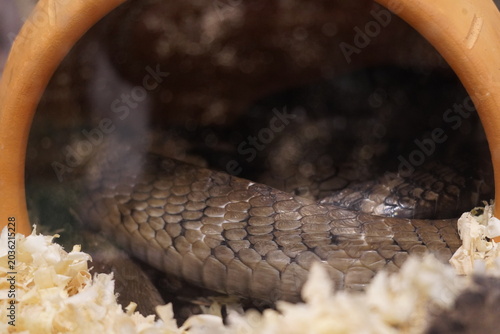 Foto Close-up of a non-venomous snake curled inside a clay pot shelter with wood shavings bedding