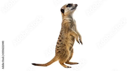 Photography Small wild meerkat animal standing alert looking sideways profile isolated on tr