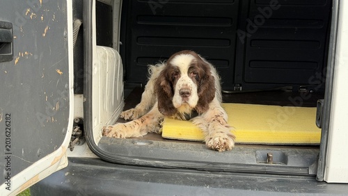 Bild auf Leinwand Front view of a tired English Springer Spaniel lying in a van trunk on a yellow foam pad