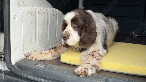 Foto Alert but exhausted English Springer Spaniel resting its dirty paws on a yellow mat inside a van cargo area