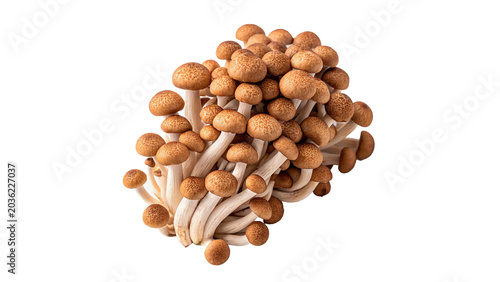 Photos Group cluster of fresh raw organic buna shimeji mushrooms isolated on transparen
