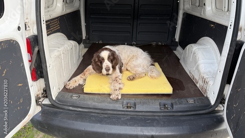 Canvastavla Exhausted English Springer Spaniel lying on a yellow cushion in the open trunk of a white van