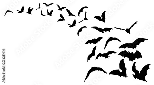 Swarm of flying bats silhouette on white background for Halloween