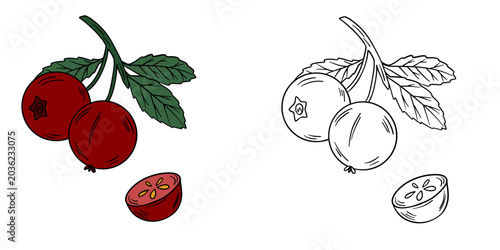 Hand-drawn illustration cranberry in color and black white outline. Cranberry berries, leaves, and natural organic textures. Red and green tones, outline kids coloring pages and educational activities