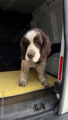 Fotografía Portrait of an English Springer Spaniel inside a white van trunk