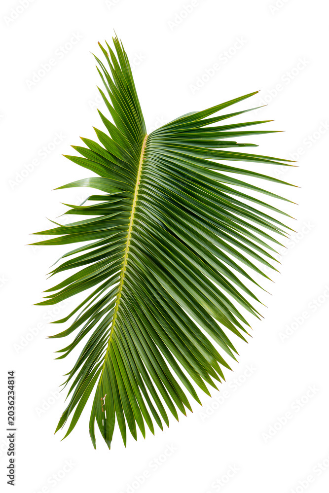 Fototapeta premium Green palm leaf isolated on white