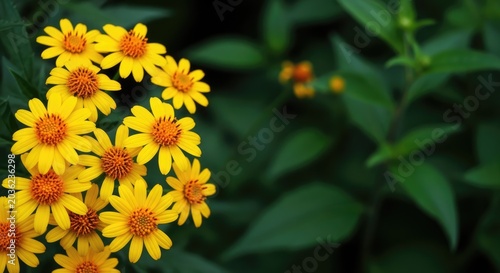 Vibrant yellow flowers blooming against a green foliage background