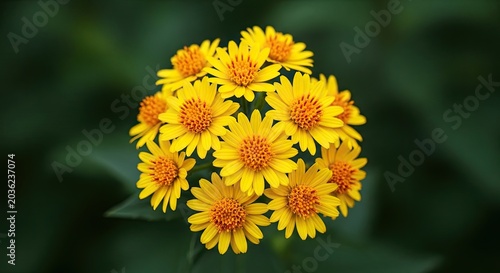 Vibrant yellow flowers blooming against a green blurred background