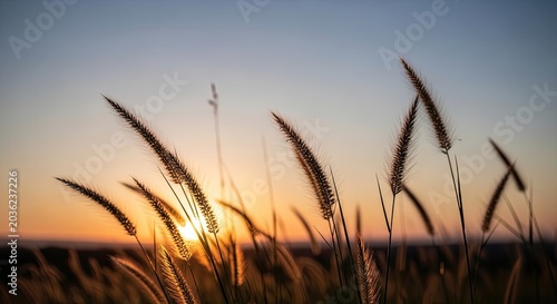 Silhouette of grasses at sunset golden hour and scenic landscape
