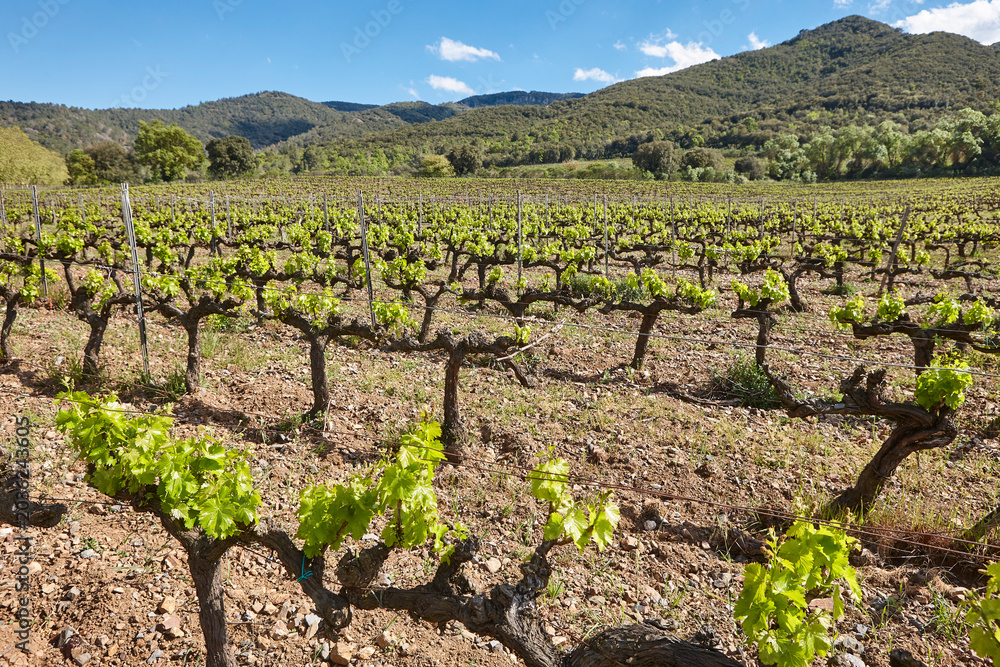 Fototapeta premium Traditional Priorat vineyards. Viticulture in Tarragona, Catalunya, Spanish agriculture. Spain