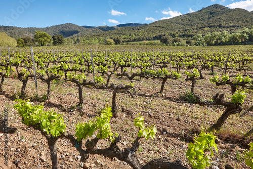 Traditional Priorat vineyards. Viticulture in Tarragona, Catalunya, Spanish agriculture. Spain