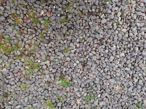 Konstfotografi Top view of grey gravel texture with tiny green weeds and fallen petals