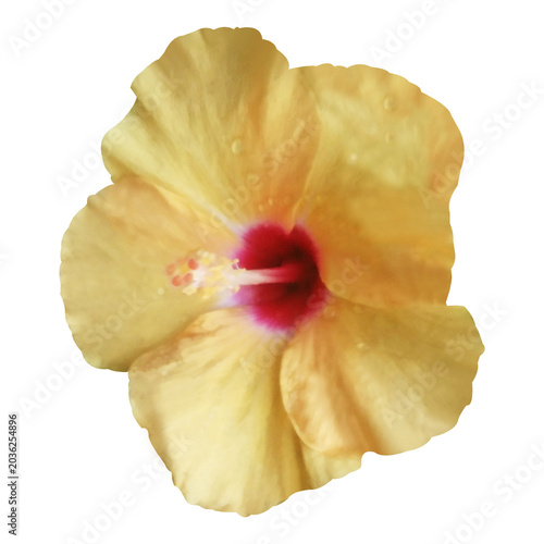 Beautiful Hibiscus Flower Image