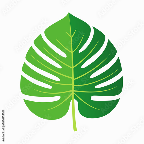 Monstera Deliciosa Leaf Illustration