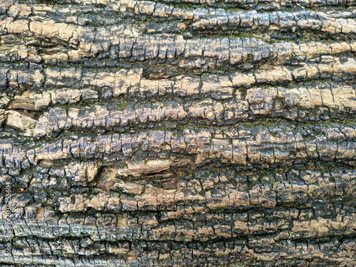 Tree Bark Texture Background Close-Up