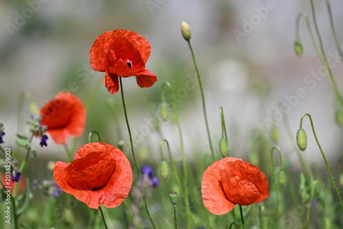 Vibrant red poppy flowers Papaver rhoeas, blooming in a wild meadow with soft focus background.