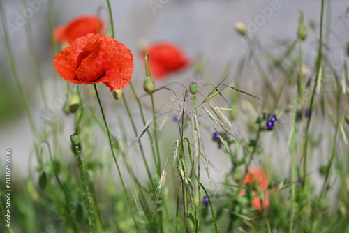 Red poppy flowers Papaver rhoeas blooming in a wild green field during springtime.