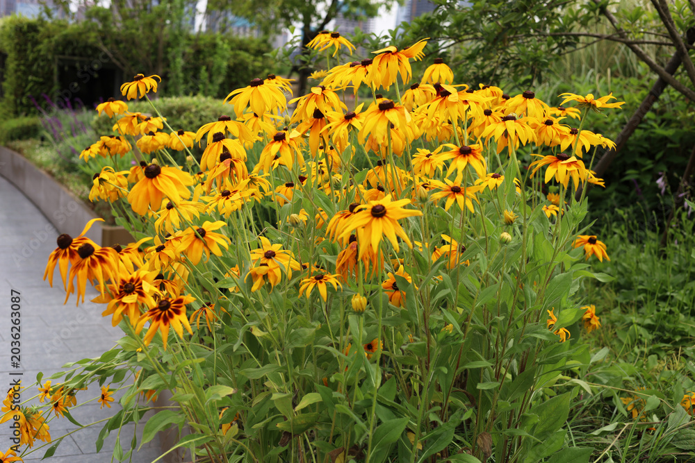 Obraz premium Beautiful field of yellow Black-eyed Susan flowers in the garden.