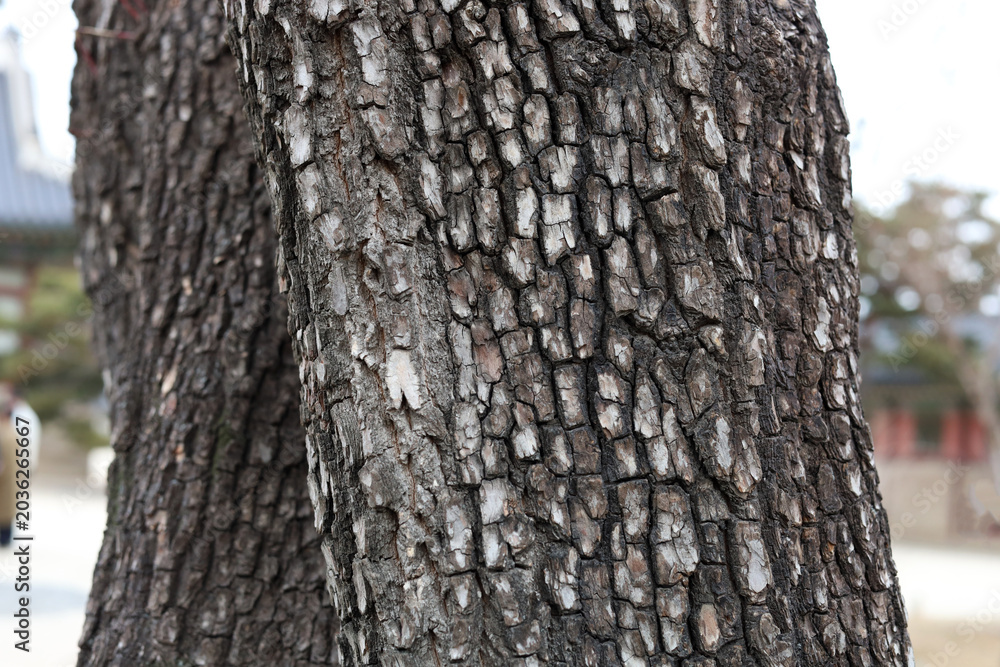 Fototapeta premium Texture and patterned bark of a tree trunk.