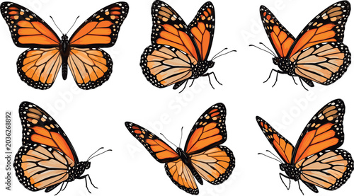 Tableau sur toile Monarch butterfly vector set with orange insect icons flying isolated on a trans